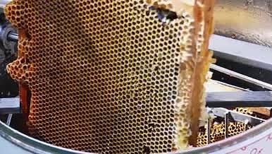 蜂农处理蜂箱里的蜂蜜视频的预览图